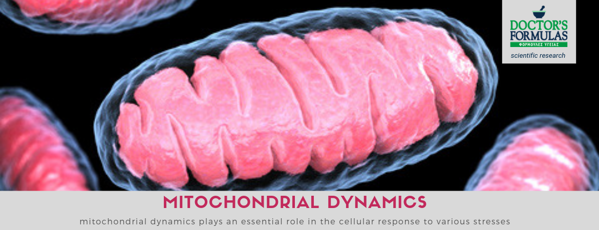 Mitochondrial Dynamics & Cellular Response